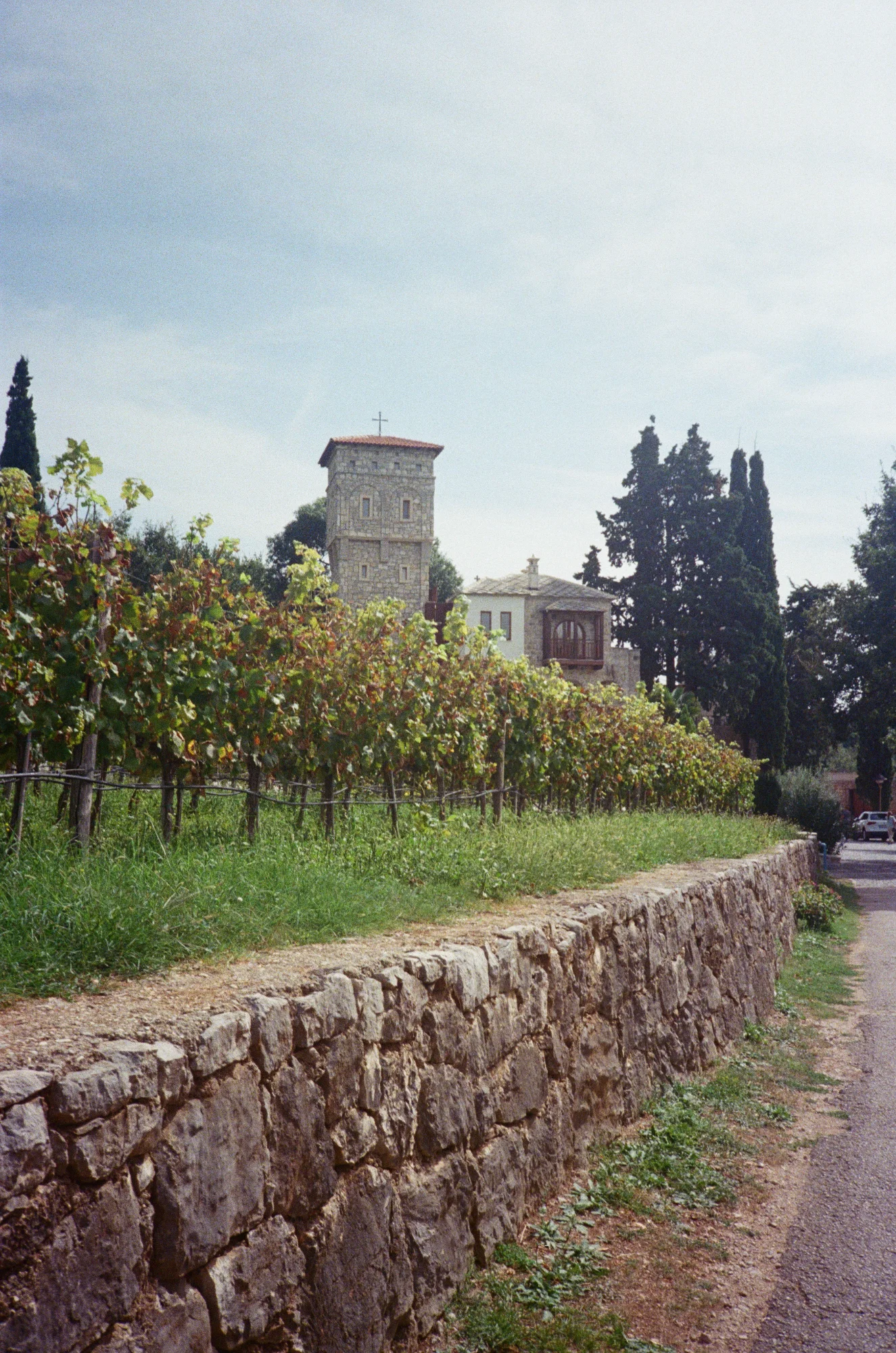 Vineyard with stone tower